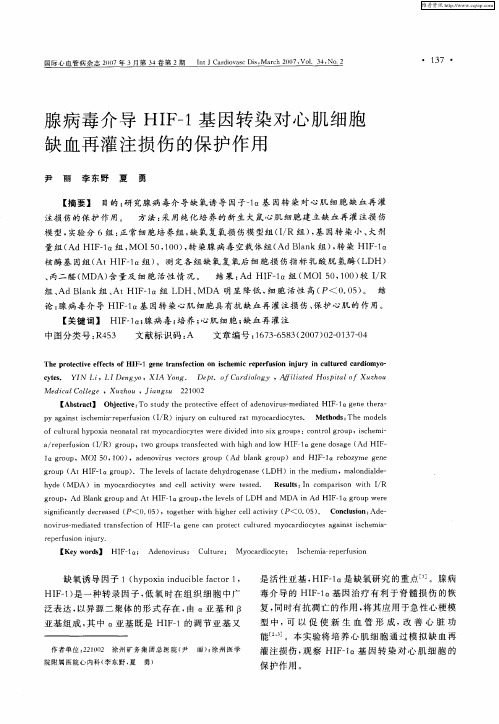 腺病毒介导HIF-1基因转染对心肌细胞缺血再灌注损伤的保护作用
