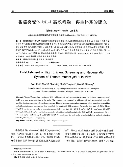 番茄突变体jai1-1高效筛选—再生体系的建立