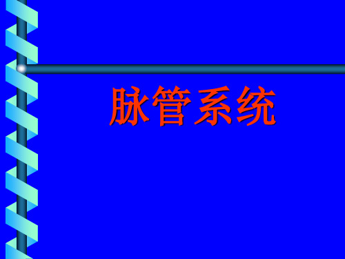 脉管系