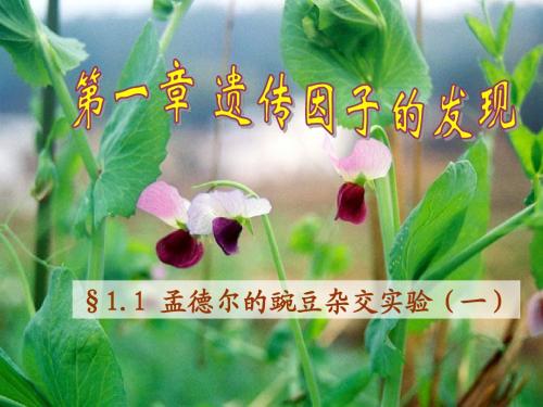 人教版教学课件盂德尔的豌豆杂交实验(一)