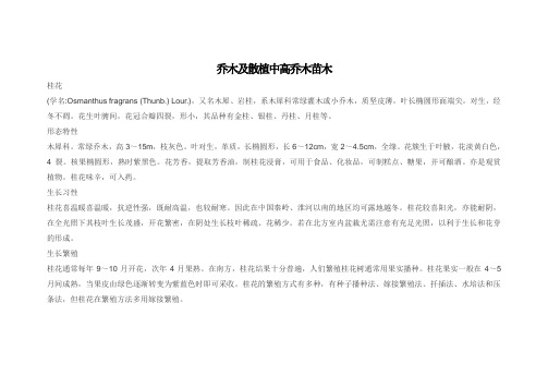 乔木及散植中高乔木苗木表