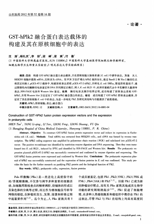 GST-hPlk2融合蛋白表达载体的构建及其在原核细胞中的表达