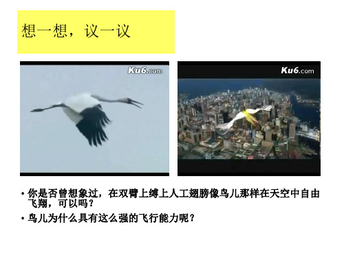 人教版八年级上册第六节鸟优秀