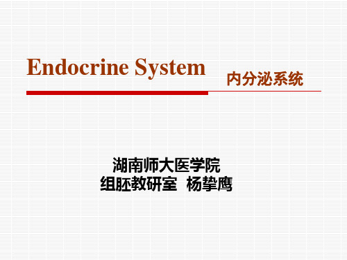 组织学与胚胎学课件：第13章 内分泌系统
