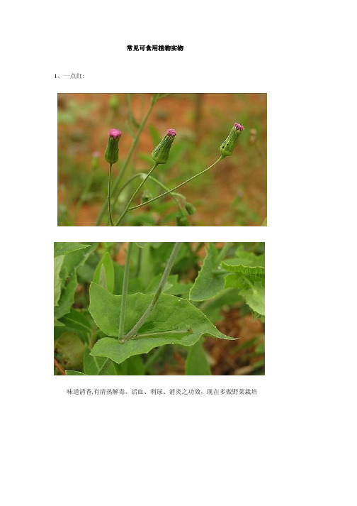 常见可食用野生植物