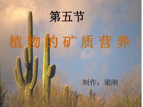 )植物的矿质营养