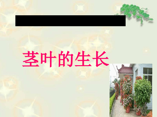 《茎叶的生长》课件-鄂教版小学科学三年级下册课件
