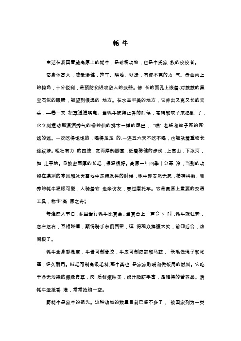 牦 牛_说明文
