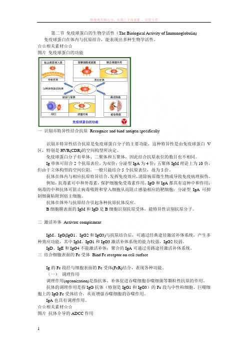 免疫球蛋白2第二节免疫球蛋白的生物学活性