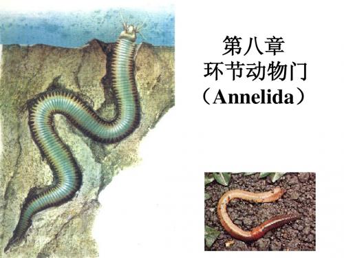 动物生物学 环节动物门