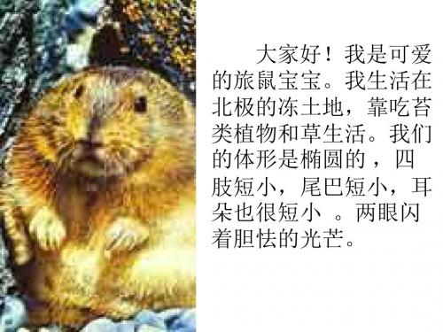 旅鼠之谜(课件1)