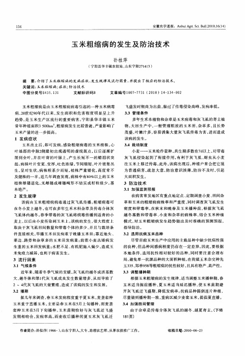 玉米粗缩病的发生及防治技术