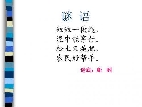4、蚯蚓课件