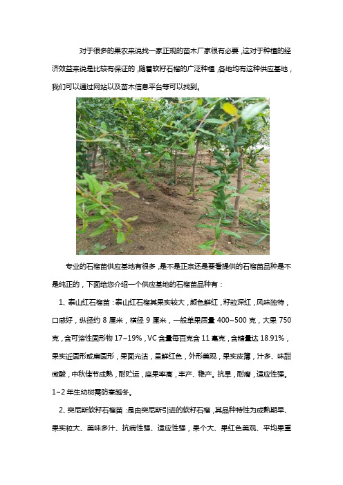 去哪买正宗的软石榴苗