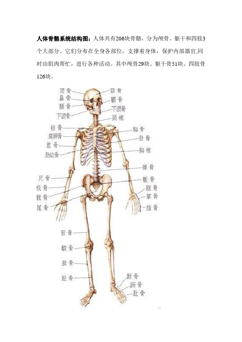 人体骨骼系统结构图