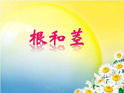 苏教版教材《根和茎》专家课件1