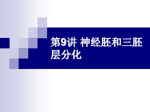 第9讲 神经胚和三