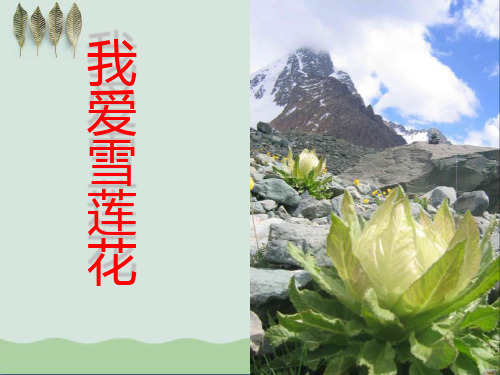 《我爱雪莲花》ppt课件(自制)2
