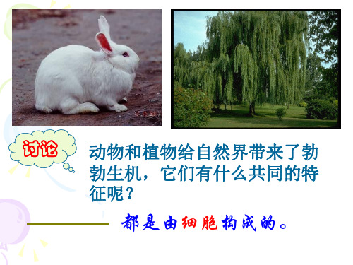 七年级上《细胞》完整版PPT浙教版2