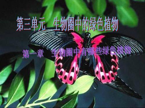藻类植物