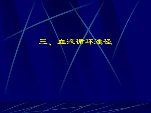初中生物  血液循环途径 人教版精品课件