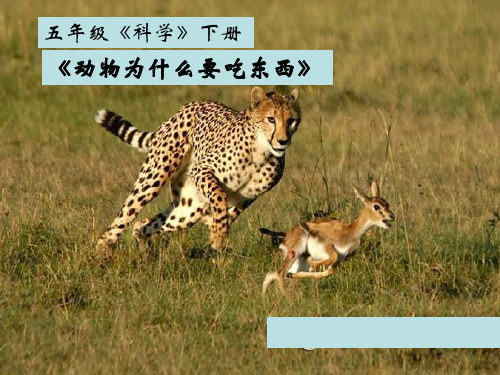 粤教科学五下第十二课《动物为什么要吃东西》