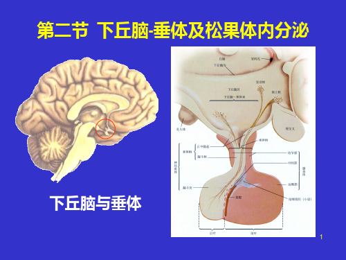 生理学课件：第十章  下丘脑-垂体-甲状腺