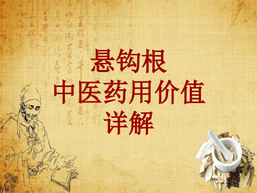 中药学_悬钩根_药材详解课件模板
