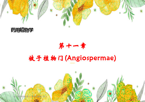 5-药用植物学-第十一章 被子植物门(药用植物学人民卫生出版社第7版)