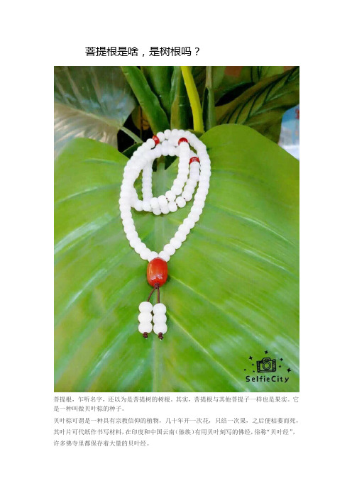 菩提根是啥