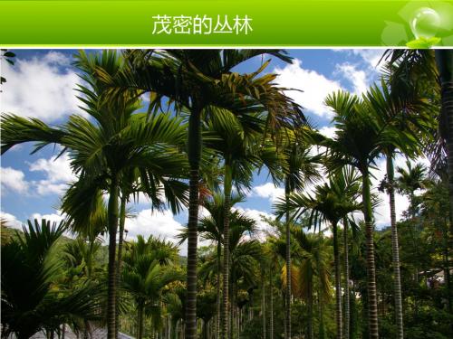 槟榔的危害pptppt课件