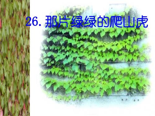 26《那片绿绿的爬山虎》第二课时教学设计