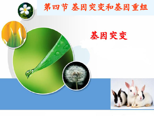苏教版高中生物必修二第四章第四节基因突变(共19张PPT)优质课件