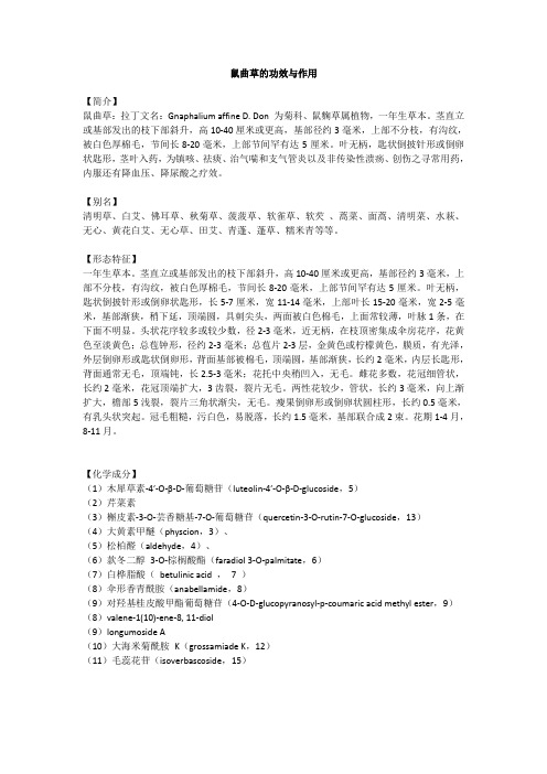 鼠曲草的功效与作用
