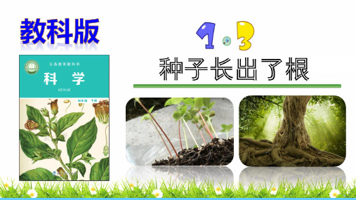 最新教科版科学四年级下册《种子长出了根》教学课件