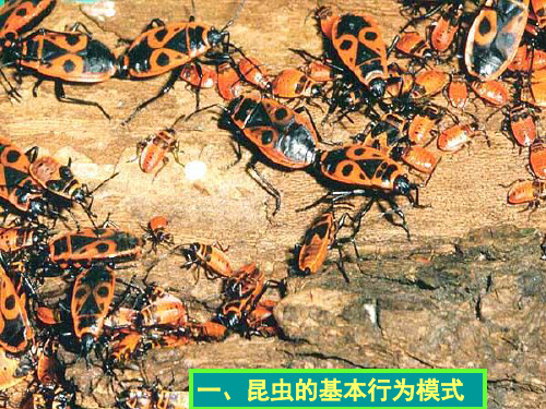 昆虫的基本行为模式