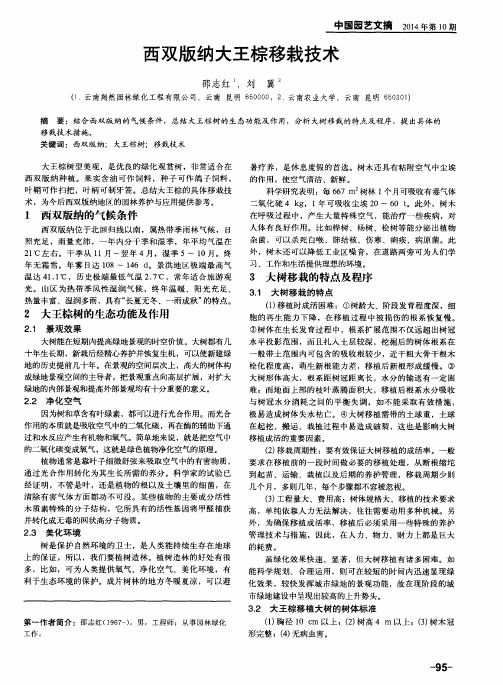 西双版纳大王棕移栽技术