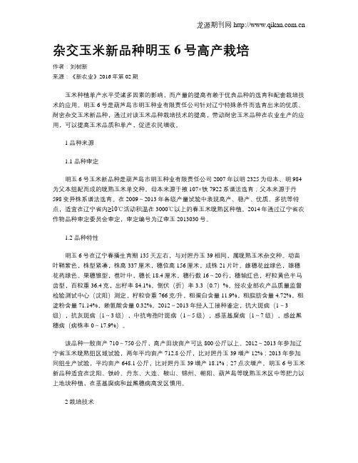 杂交玉米新品种明玉6号高产栽培