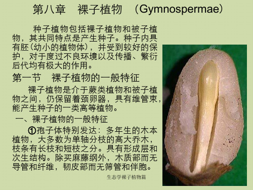 生态学裸子植物篇