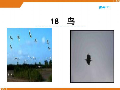 人教版语文七年级上册18鸟-课件
