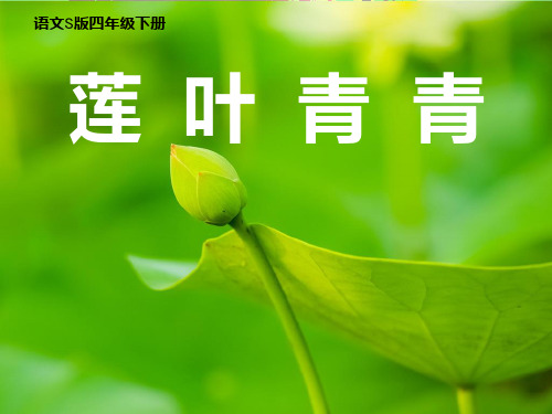 莲叶青青课件 语文S版四年级下册