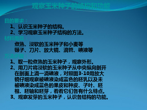 玉米种子的结构和功能..