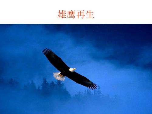 雄鹰再生 PPT课件