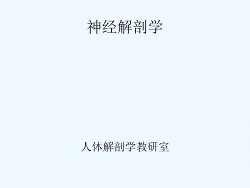 神经解剖学