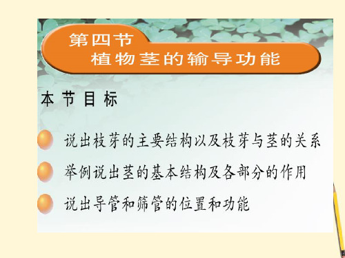 形成层树皮木质部髓韧皮部保护组织木本植物的茎