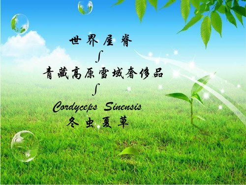 冬虫夏草幻灯