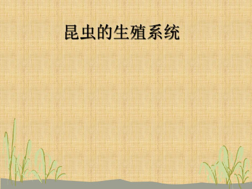 昆虫学生殖系统课件