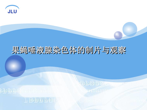 遗传实验：果蝇唾液腺染色体的制片与观察