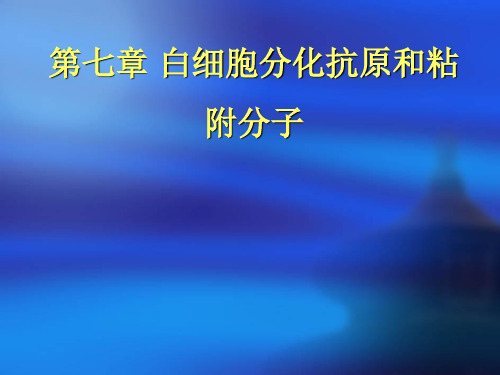 白细胞分化抗原ppt课件
