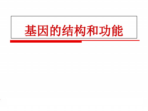 基因 的结构和功能  ppt课件